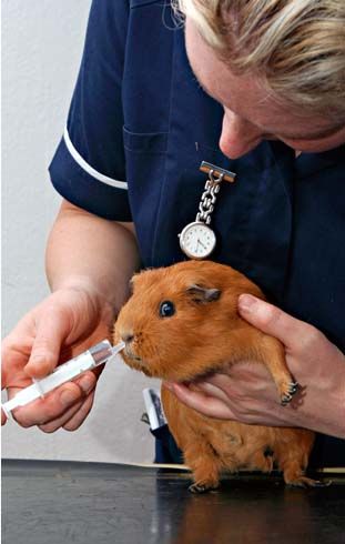 Clínica Veterinaria Santo Domingo parte de una veterinaria sosteniendo una mascota